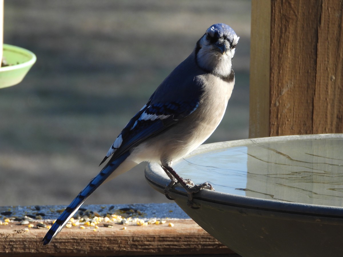 Blue Jay - ML646431215
