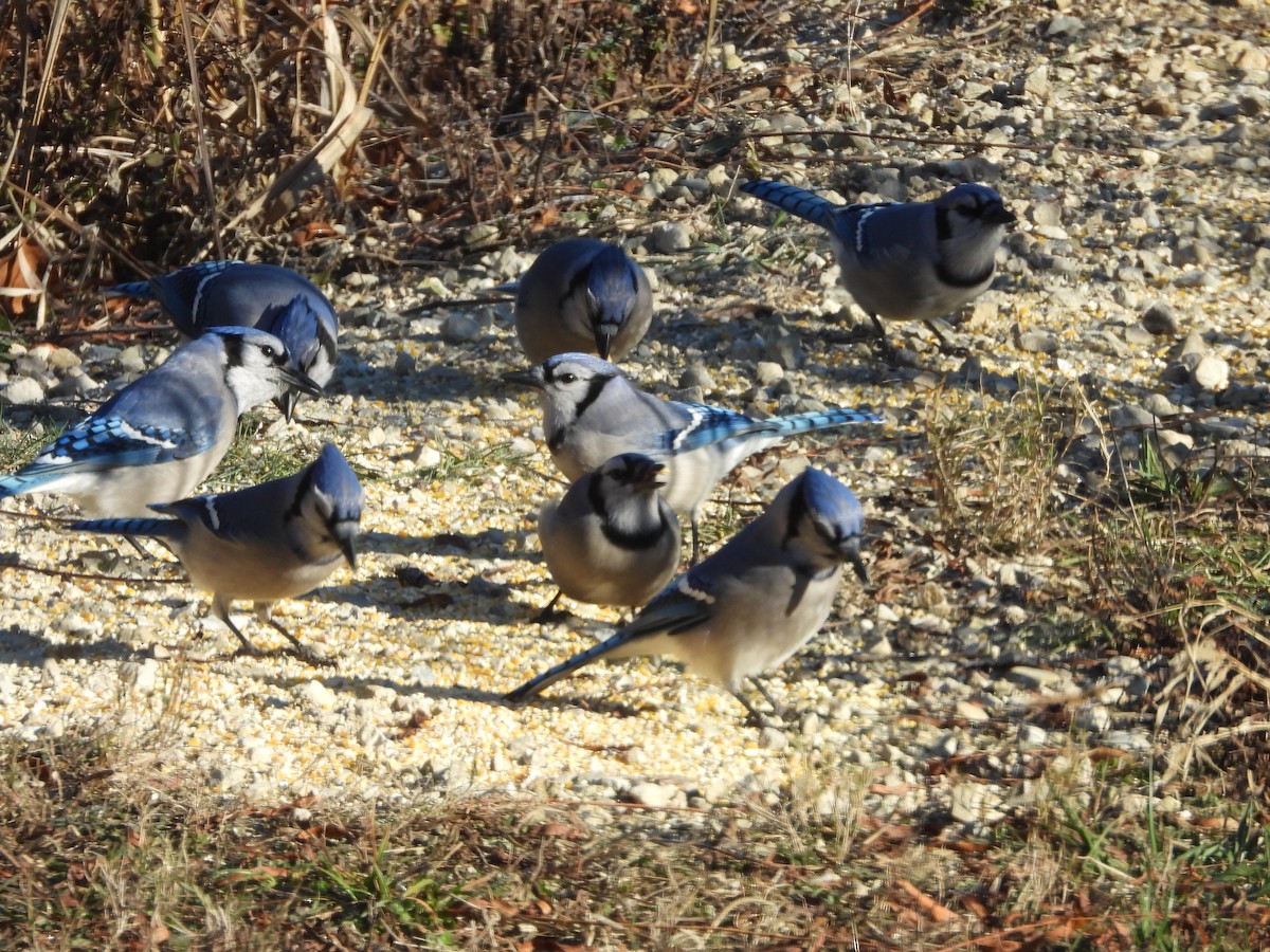 Blue Jay - ML646431216