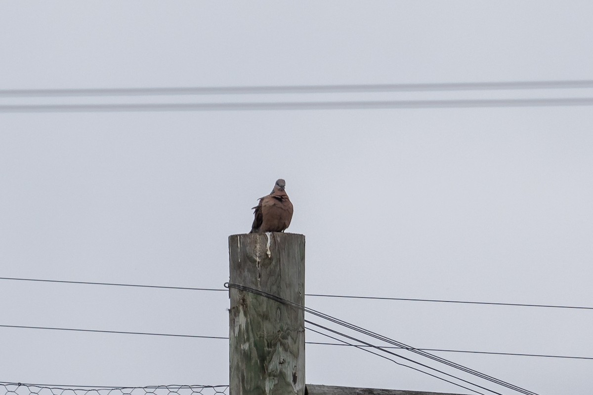 תור נקוד - ML646431217