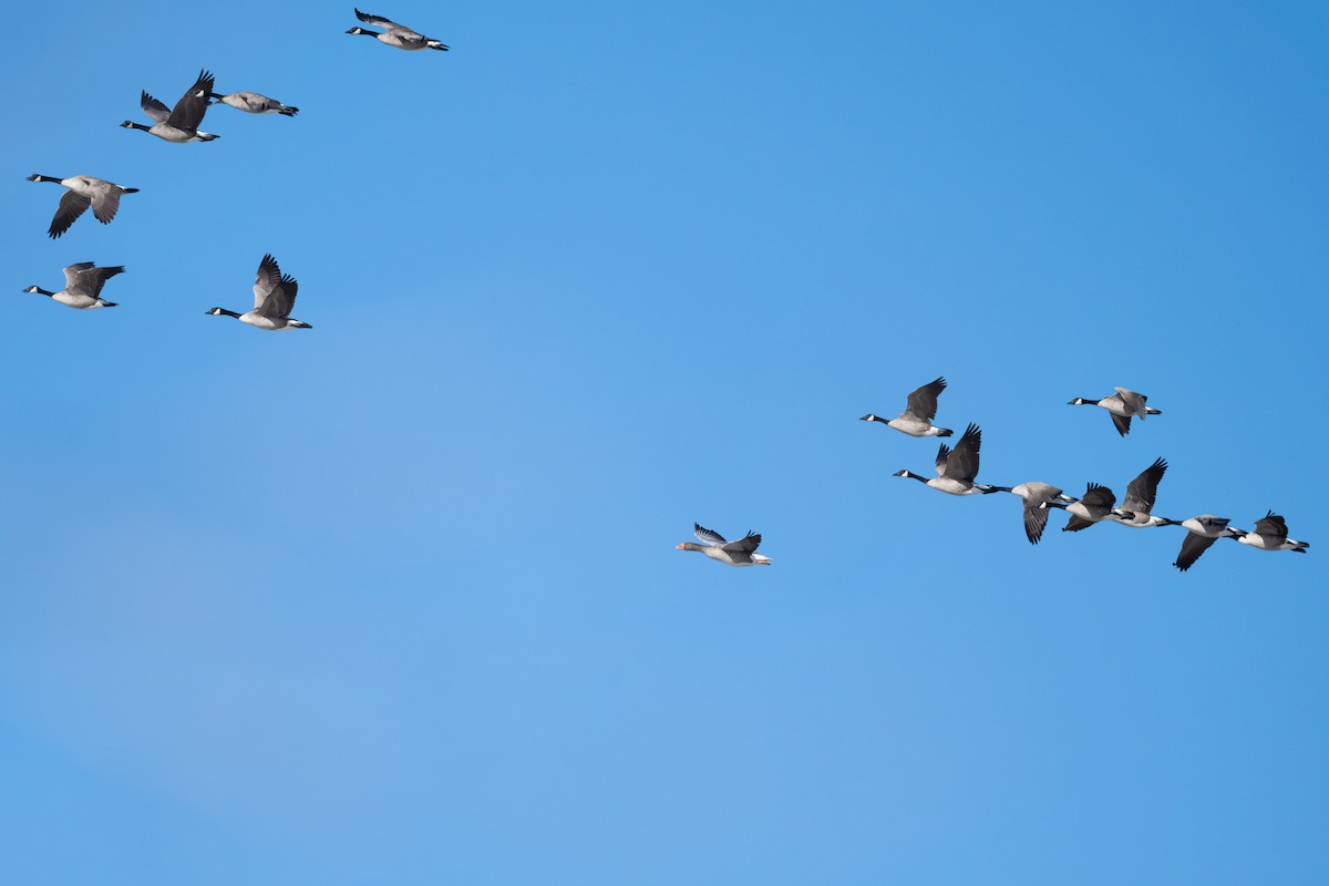 Graylag Goose (Domestic type) - ML646431219