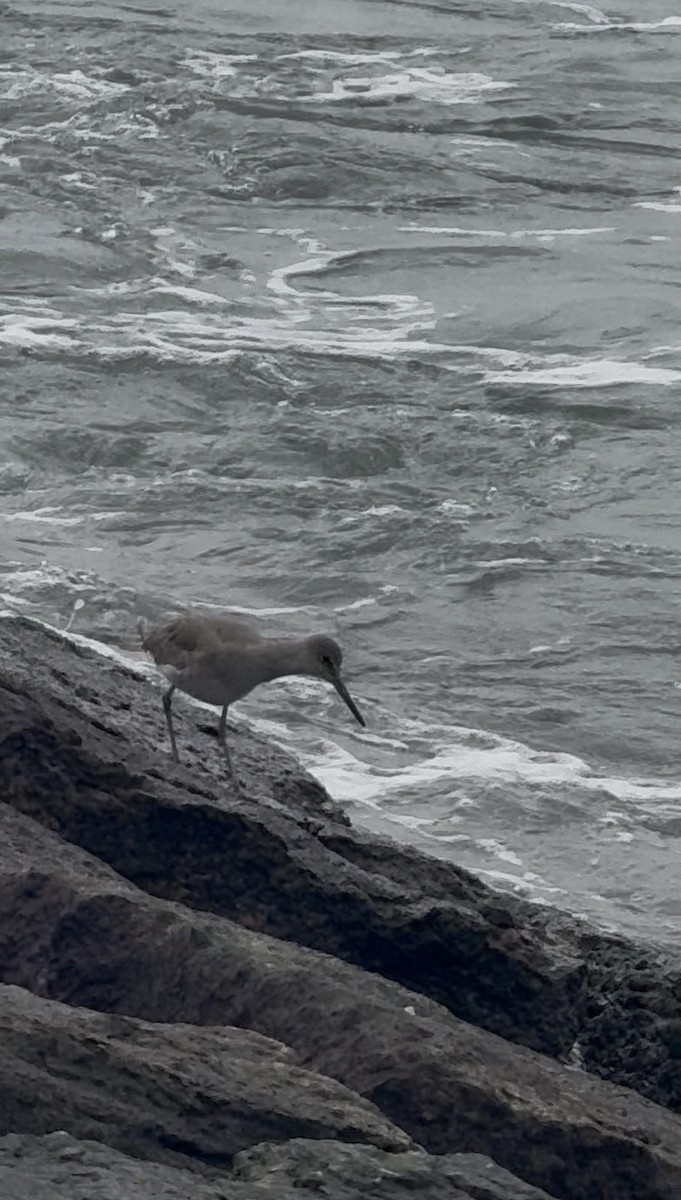 ハジロオオシギ - ML646431220