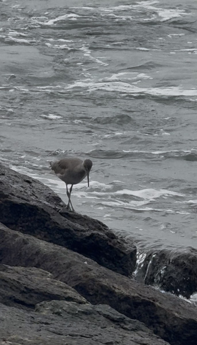 ハジロオオシギ - ML646431221