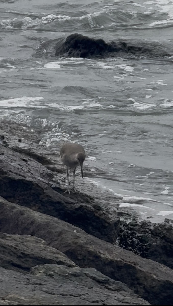 ハジロオオシギ - ML646431222