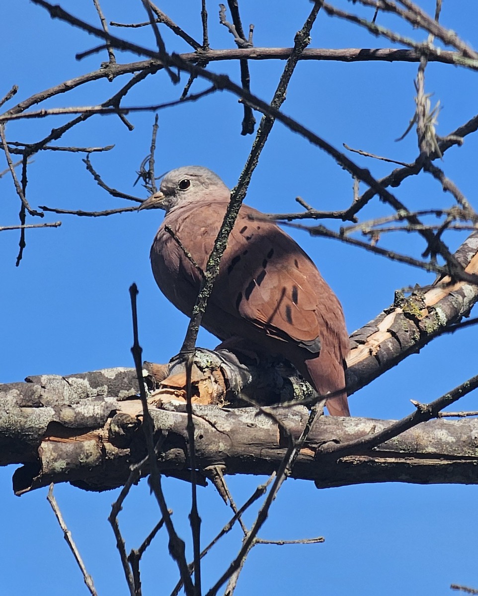 ケアシスズメバト - ML646431223