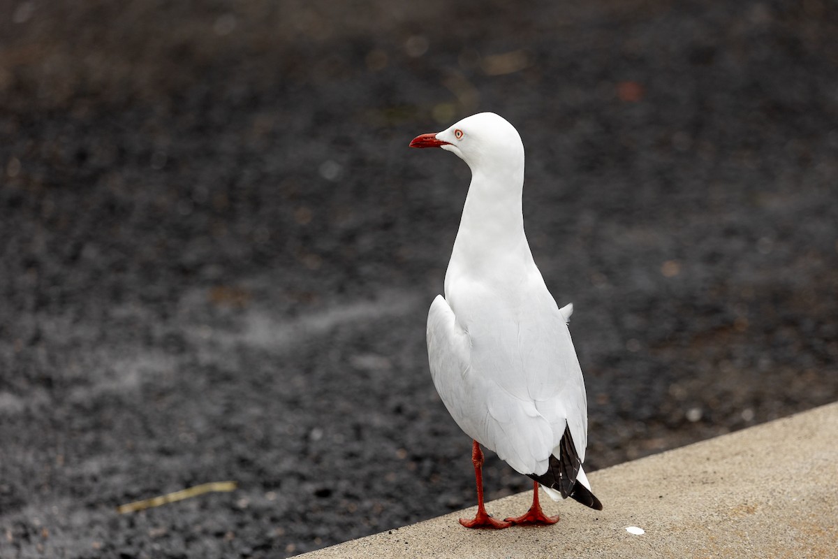 ギンカモメ - ML646431224