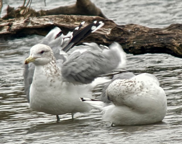 カリフォルニアカモメ - ML646431225