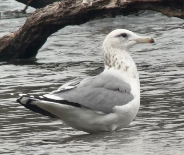 カリフォルニアカモメ - ML646431226