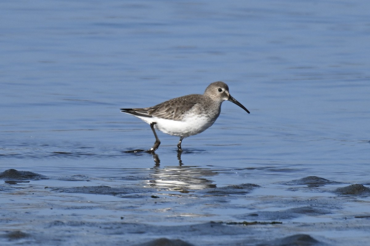 ハマシギ - ML646431228