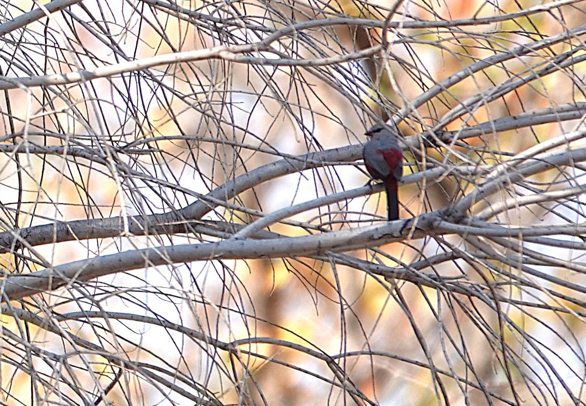 サントメアサギリチョウ - ML646431230