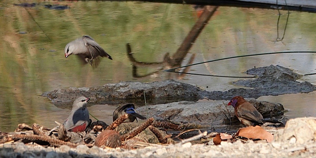 サントメアサギリチョウ - ML646431231