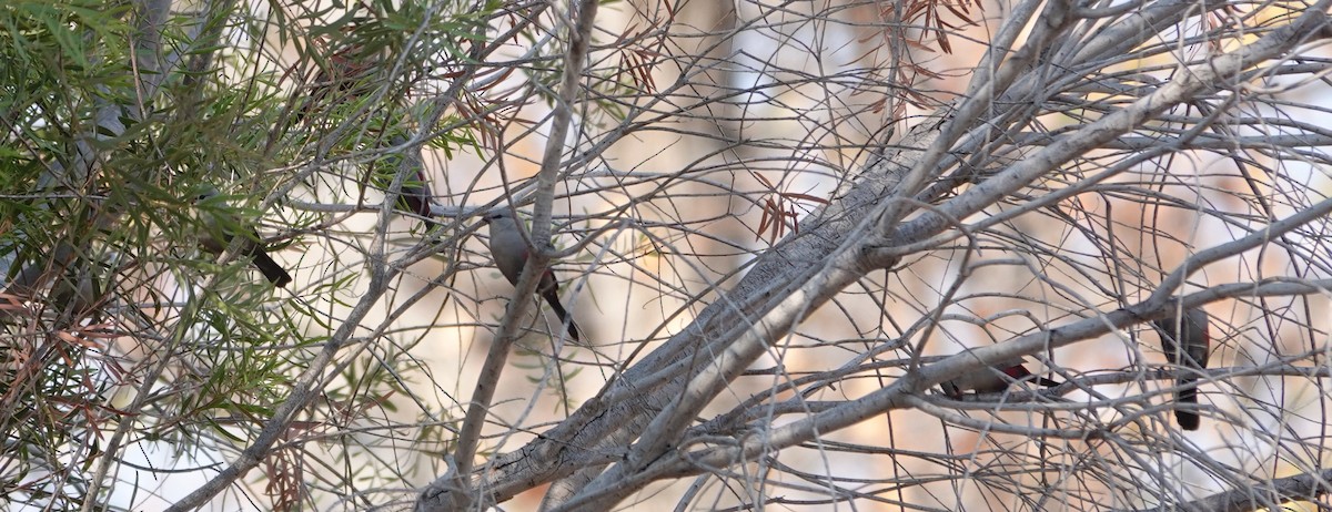 サントメアサギリチョウ - ML646431232