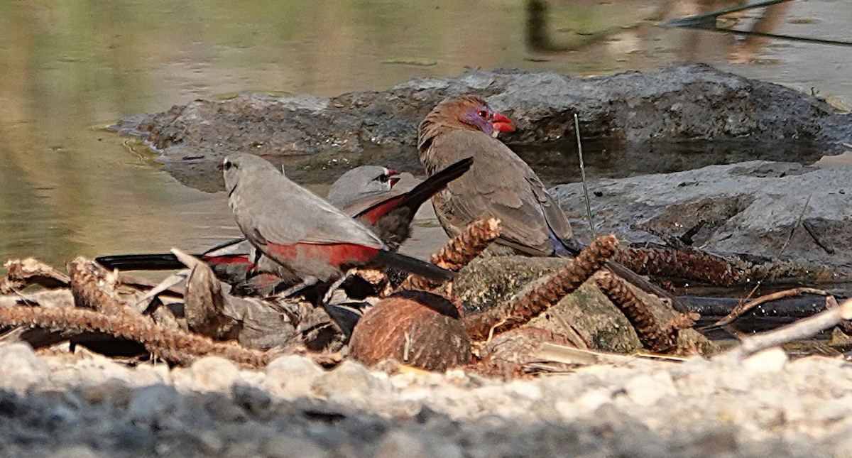 サントメアサギリチョウ - ML646431233