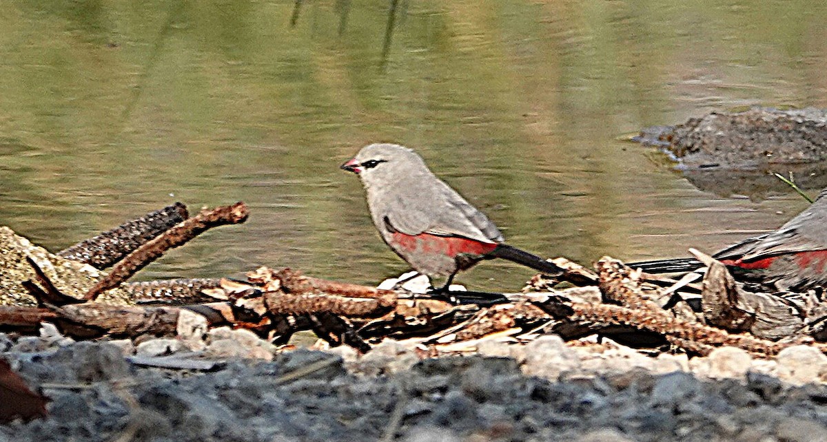 サントメアサギリチョウ - ML646431234