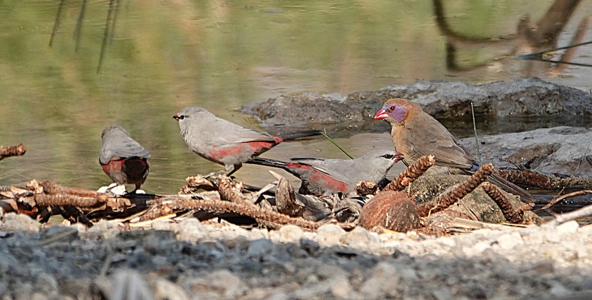 サントメアサギリチョウ - ML646431235