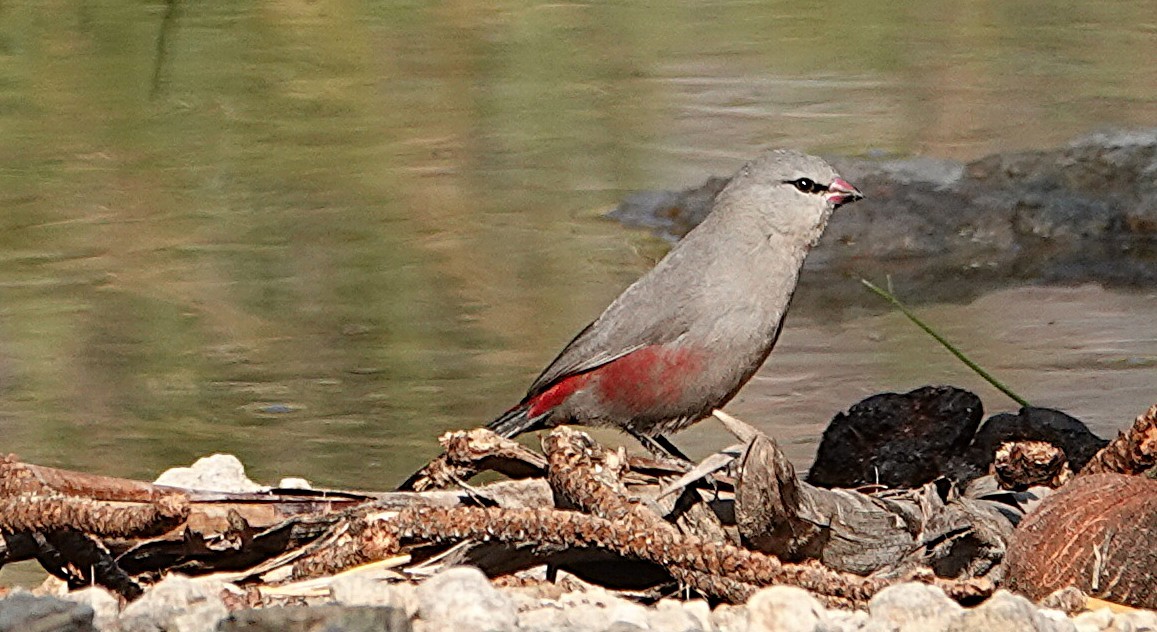 サントメアサギリチョウ - ML646431236