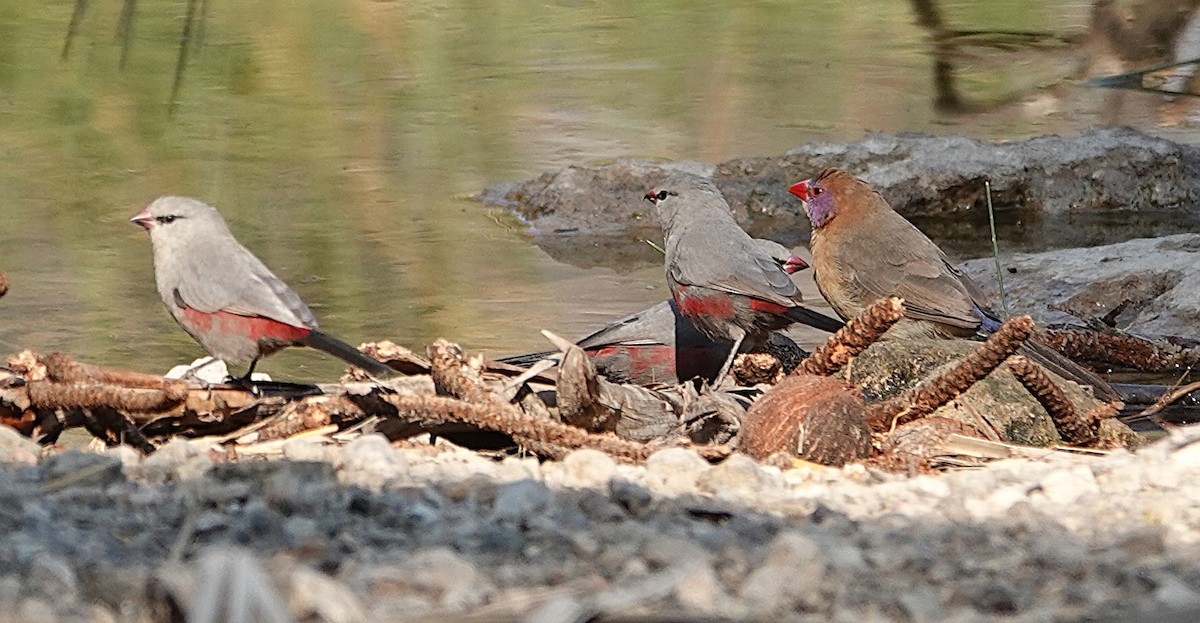 サントメアサギリチョウ - ML646431237