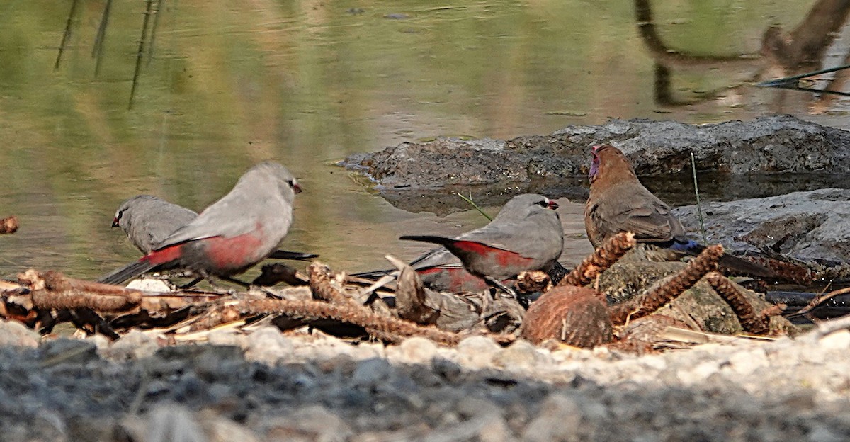 サントメアサギリチョウ - ML646431238