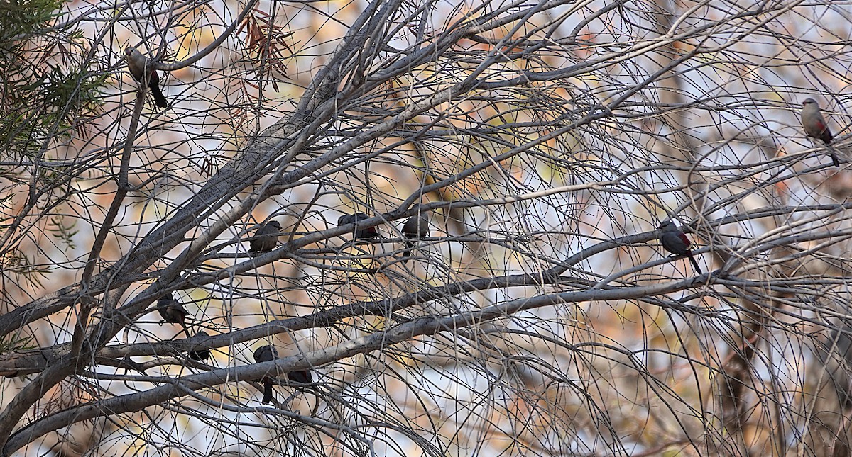 サントメアサギリチョウ - ML646431239