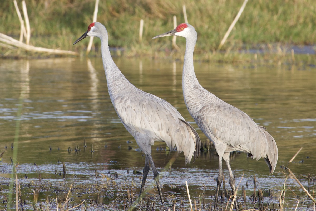 カナダヅル - ML646431241