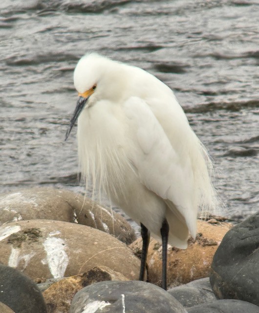 ユキコサギ - ML646431242