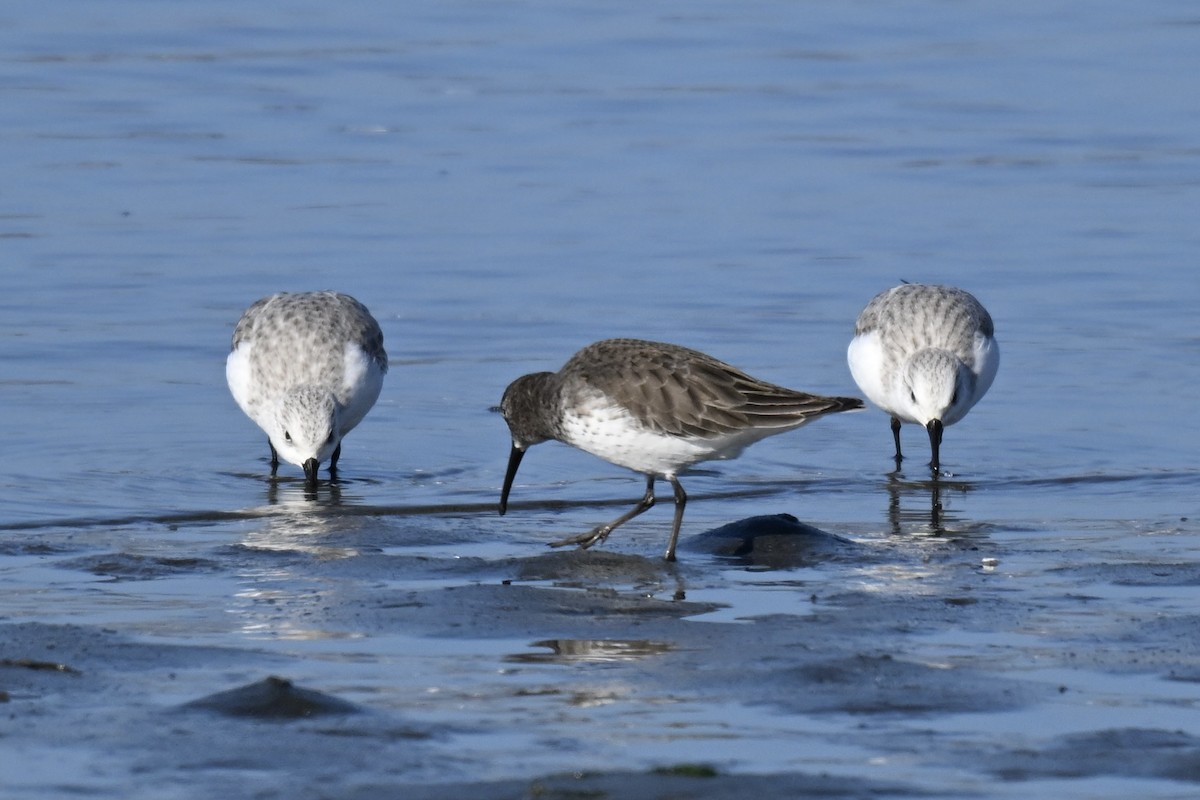 ハマシギ - ML646431243