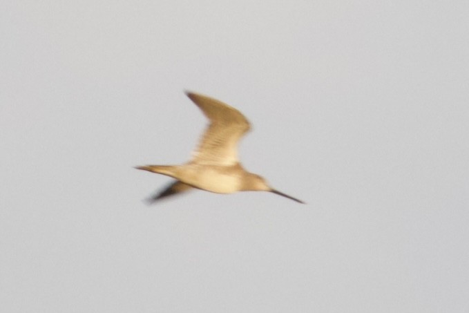 オオハシシギ - ML646431244