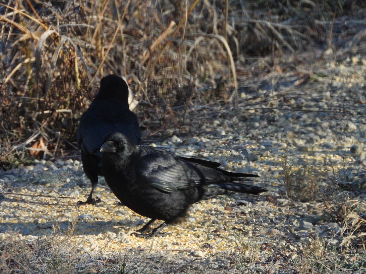 アメリカガラス - ML646431247