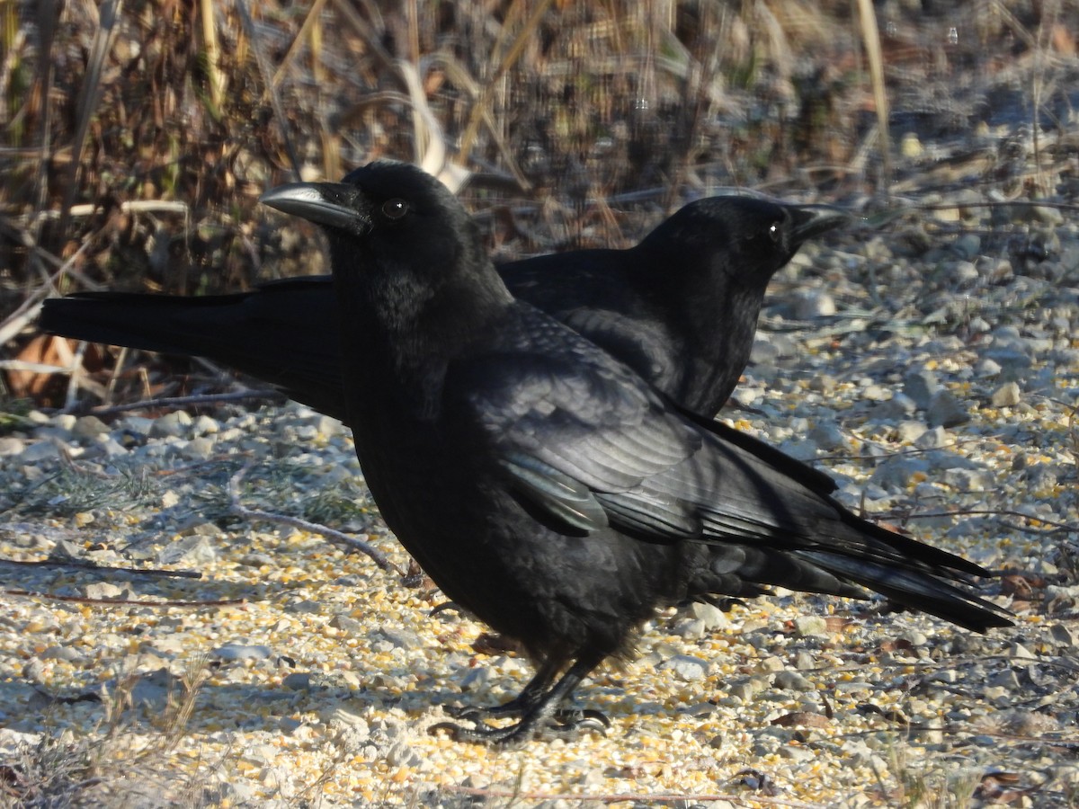 アメリカガラス - ML646431248