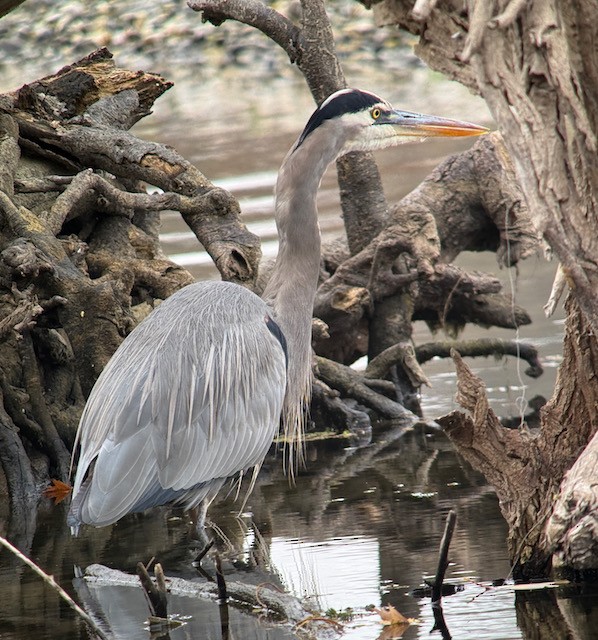 オオアオサギ - ML646431251