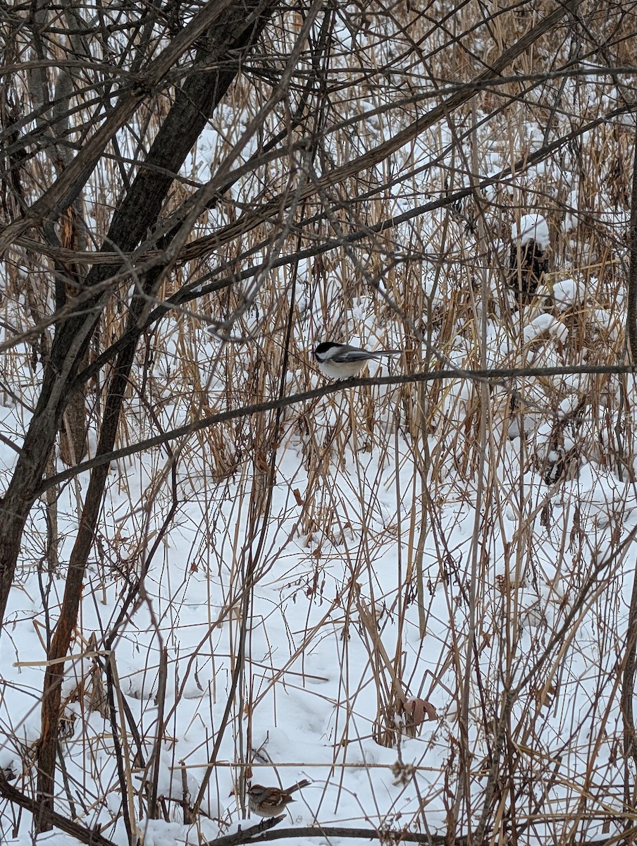 Black-capped Chickadee - ML646431252