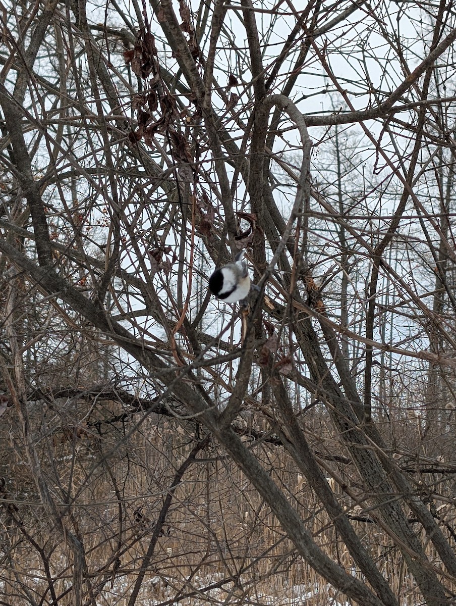 Black-capped Chickadee - ML646431253