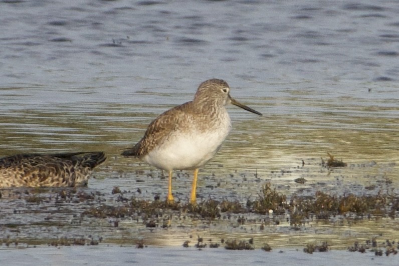 オオキアシシギ - ML646431254