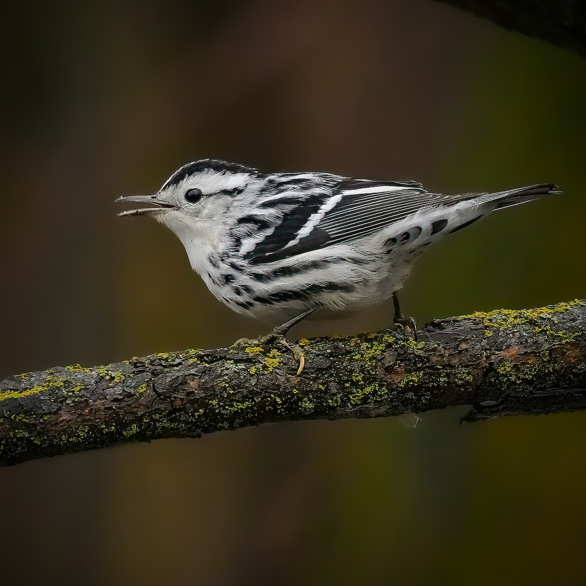 Black-and-white Warbler - ML646431260