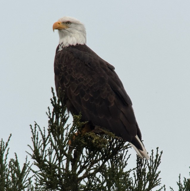 Pygargue à tête blanche - ML646431262