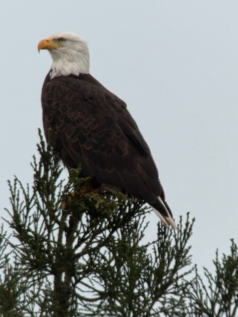 Pygargue à tête blanche - ML646431263