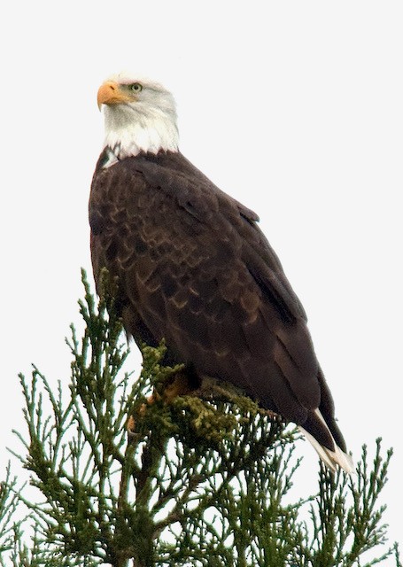 Pygargue à tête blanche - ML646431264