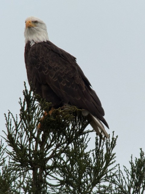 Pygargue à tête blanche - ML646431265