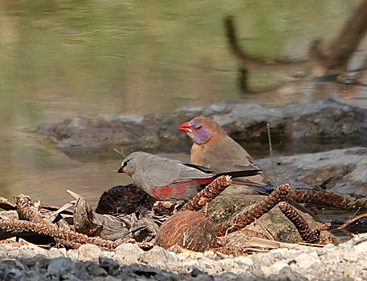 Violet-eared Waxbill - ML646431267