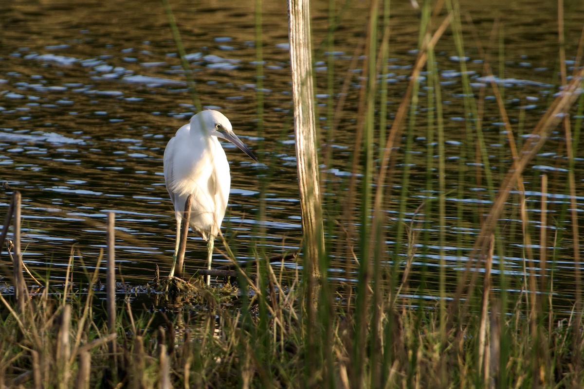 Little Blue Heron - ML646431268