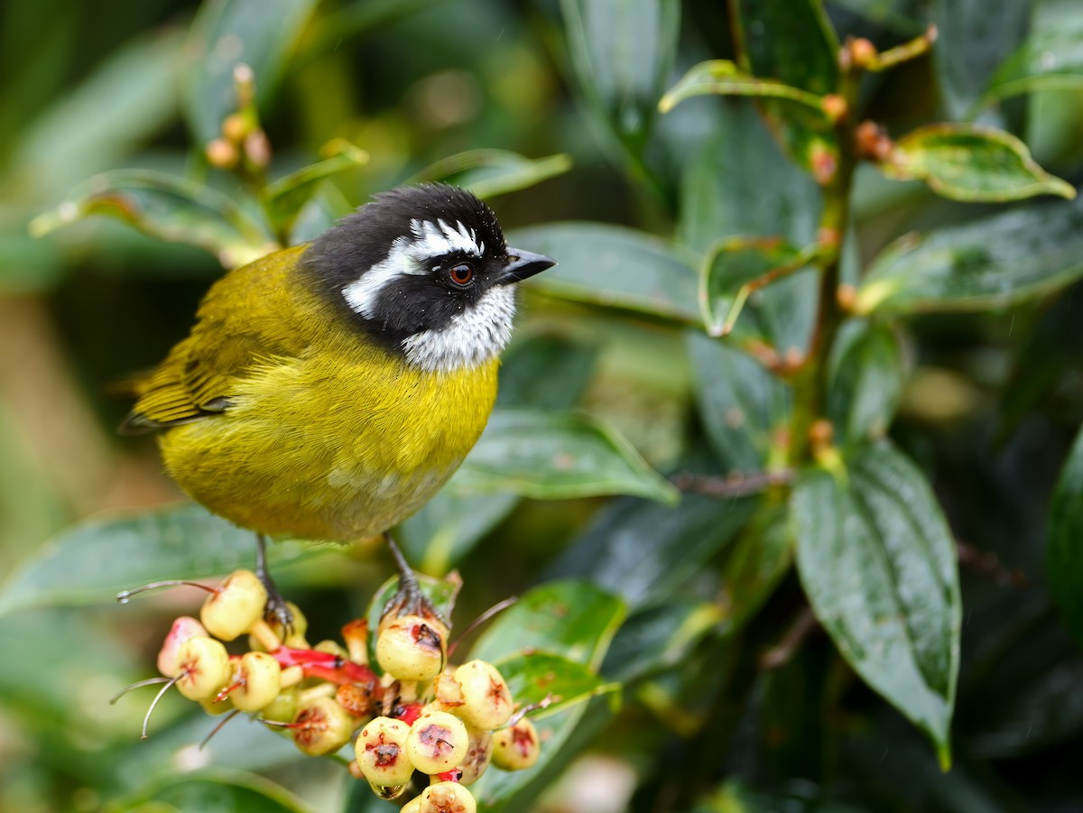 Sooty-capped Chlorospingus - ML646431273