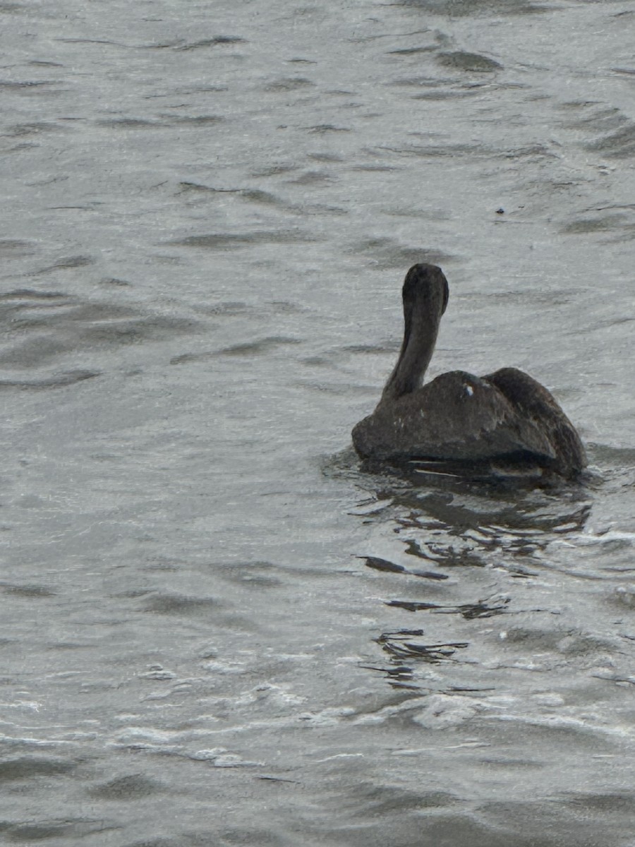 Brown Pelican - ML646431274