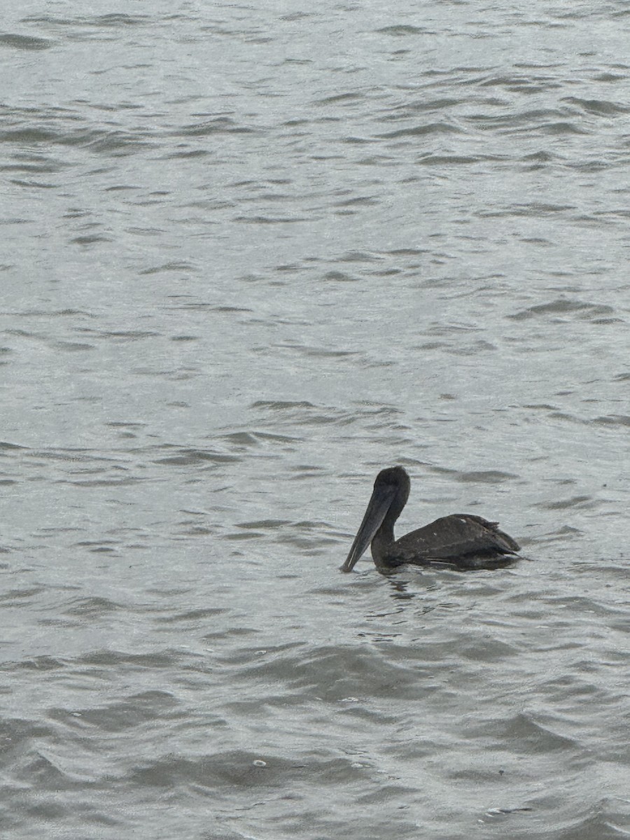 Brown Pelican - ML646431275
