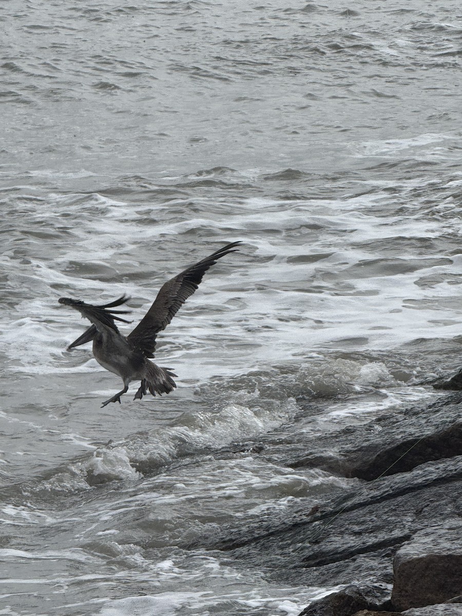 Brown Pelican - ML646431276
