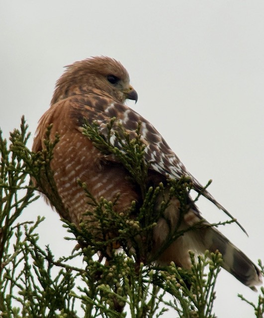 Red-shouldered Hawk - ML646431277