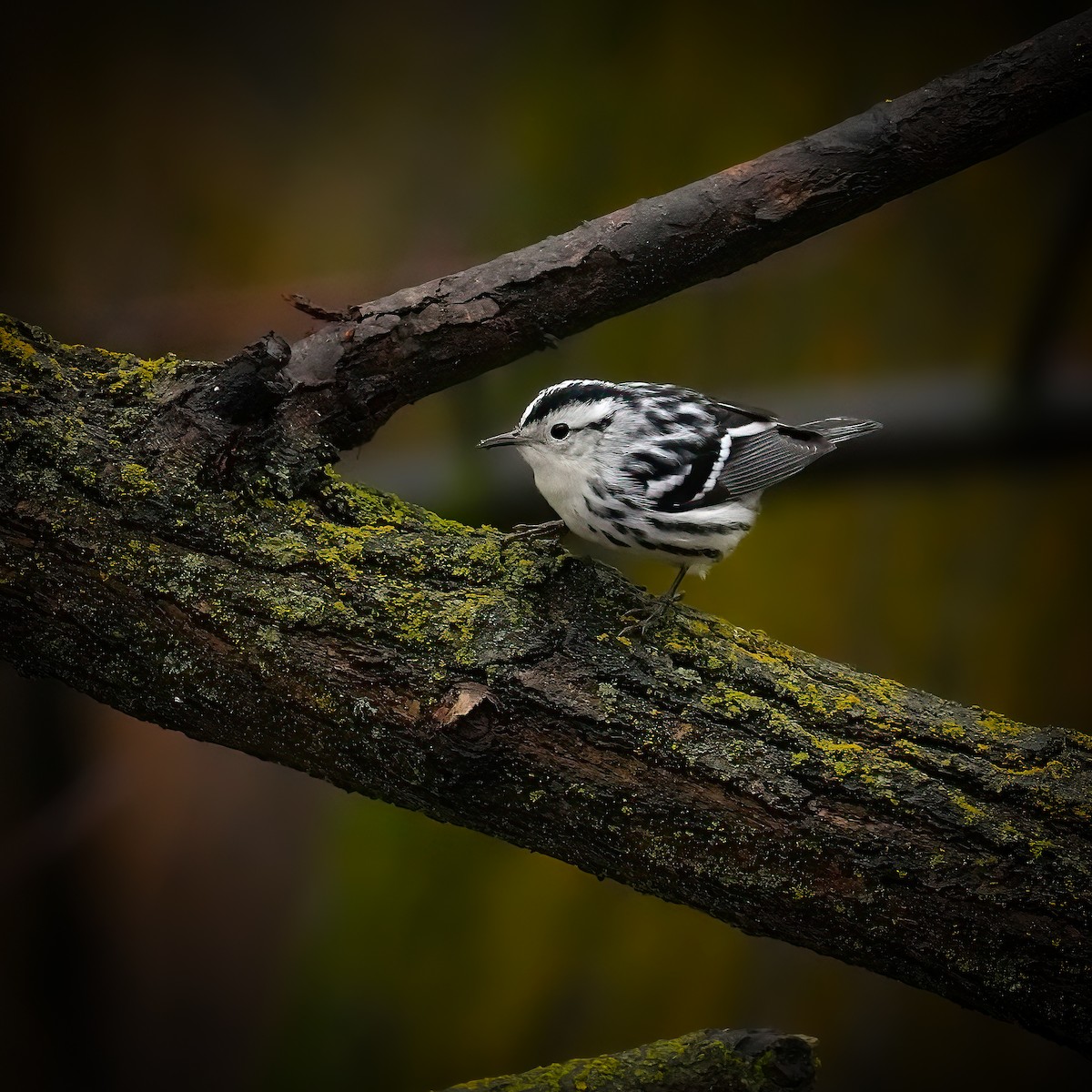 Black-and-white Warbler - ML646431278