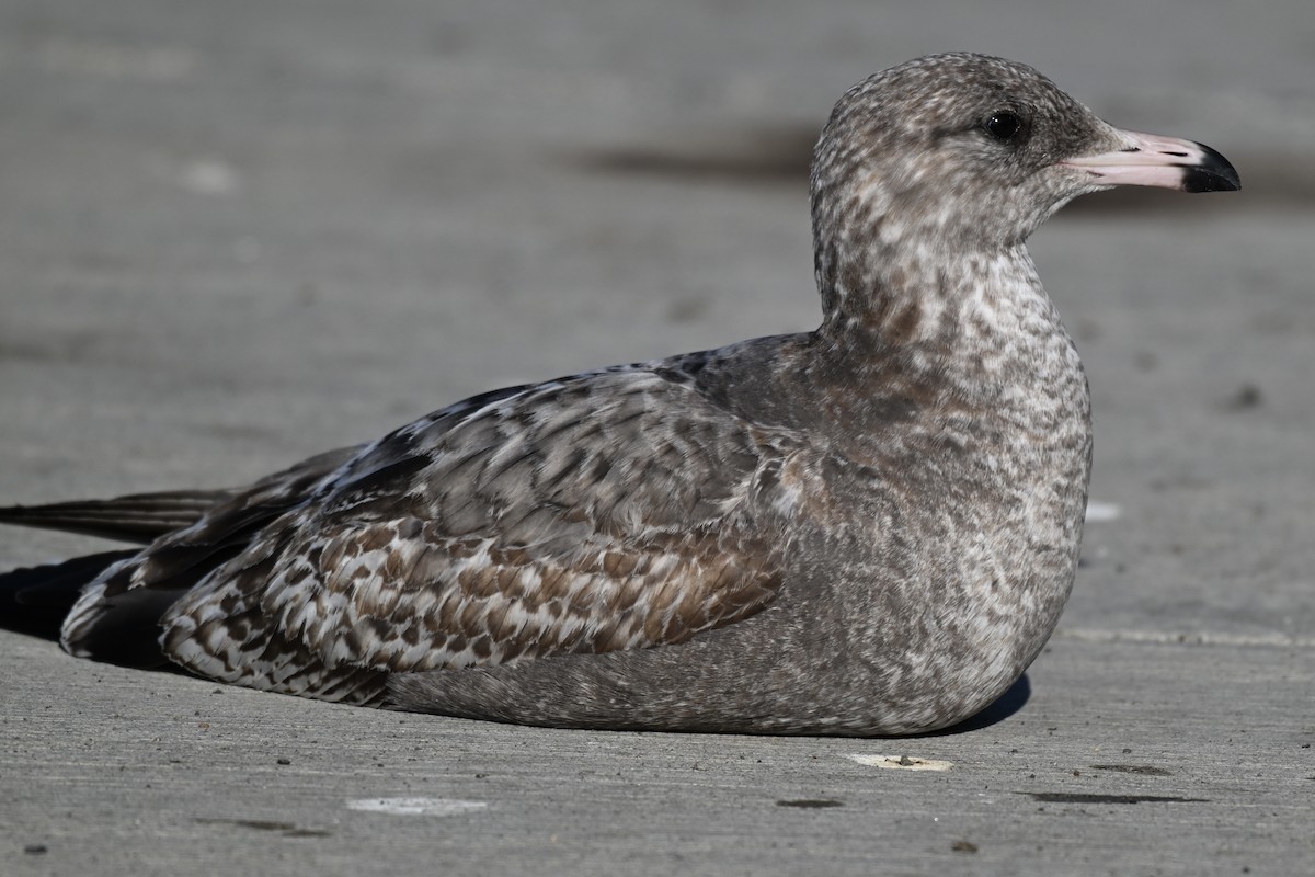 Larus sp. - ML646431280