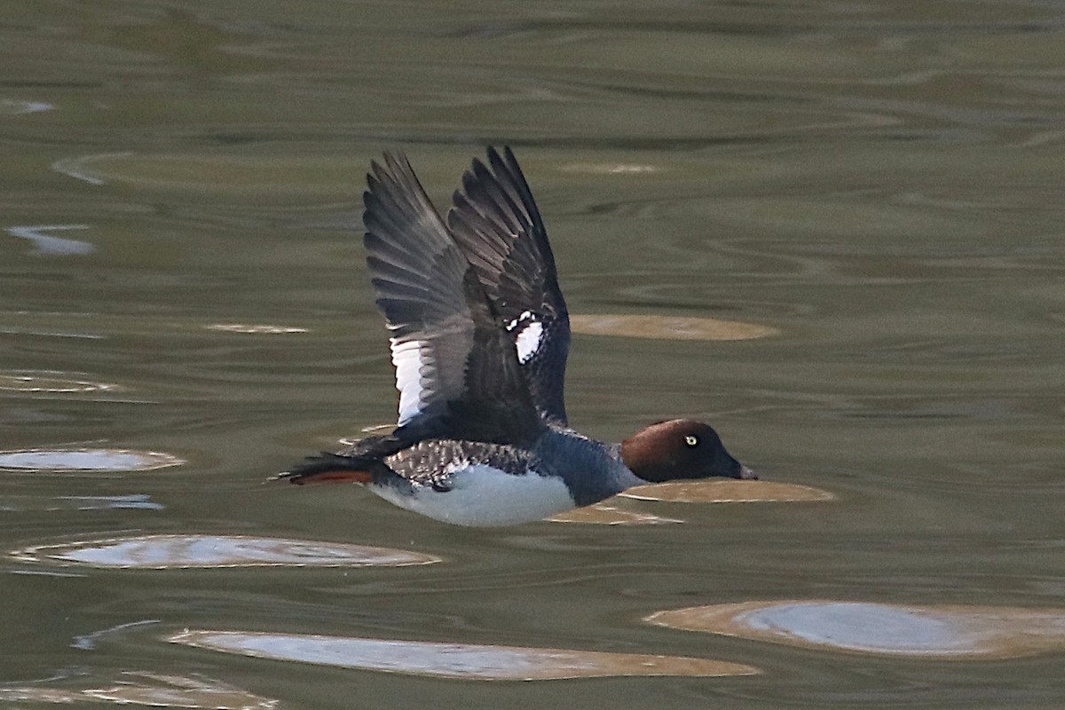 Common Goldeneye - ML646431281