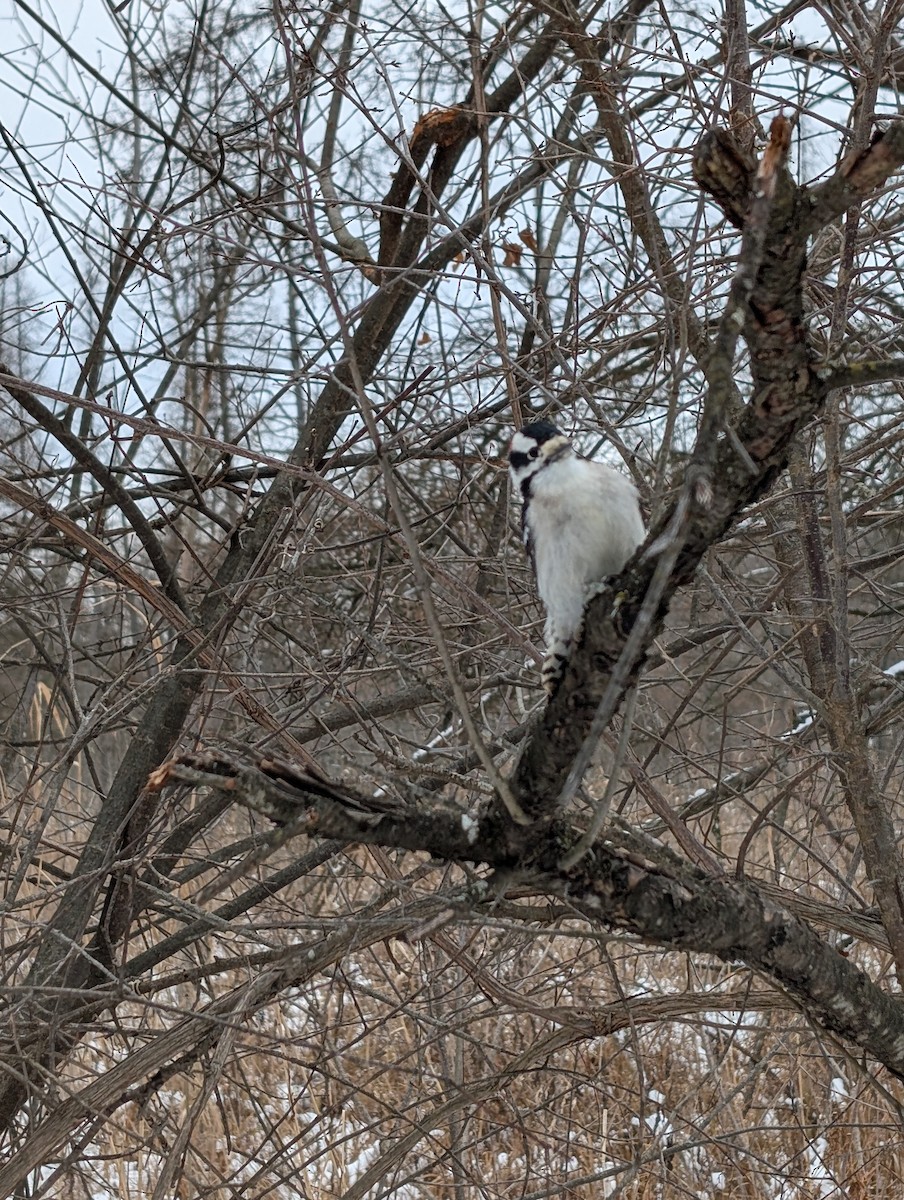 Downy Woodpecker - ML646431282