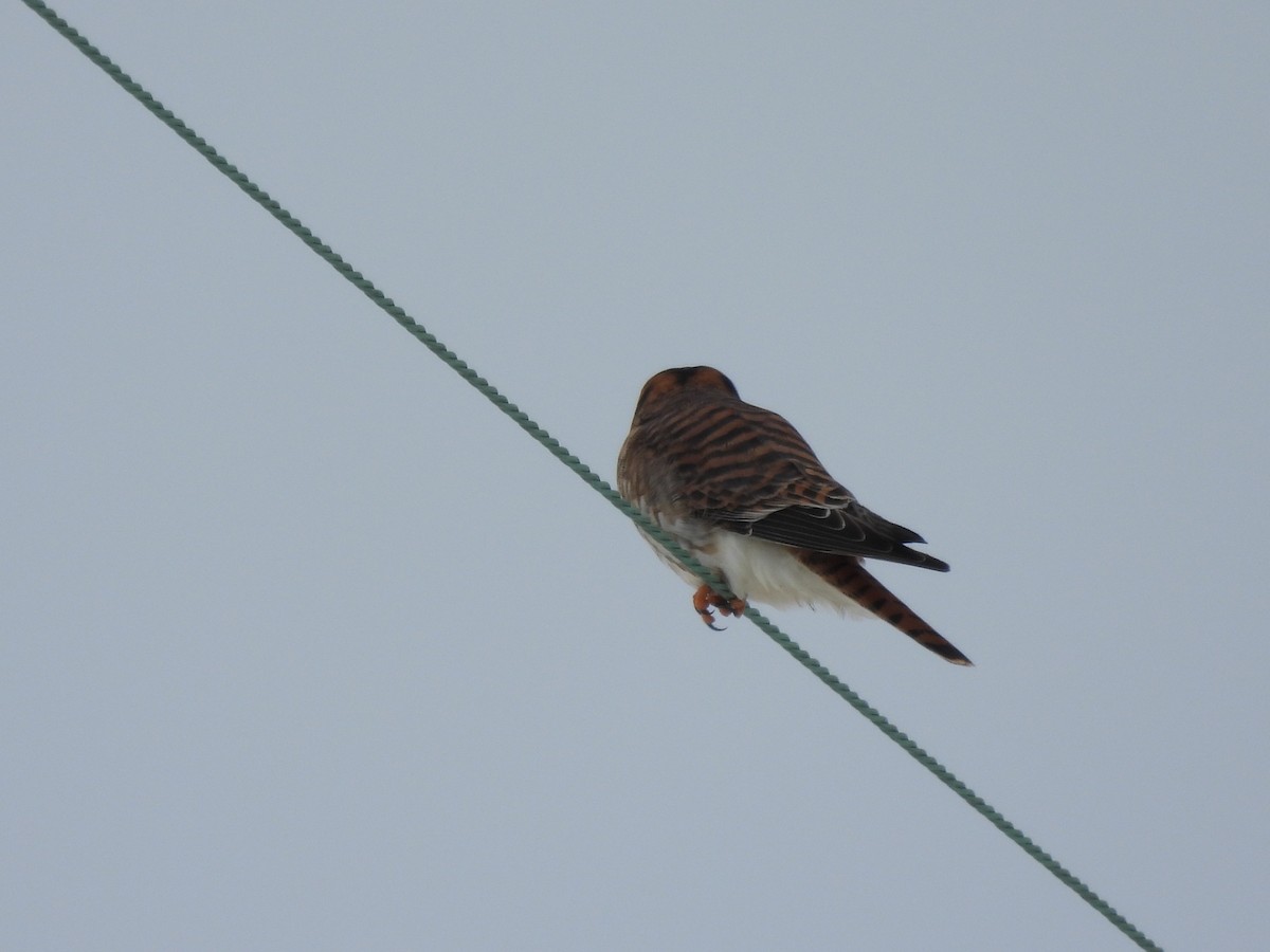 American Kestrel - ML646431283