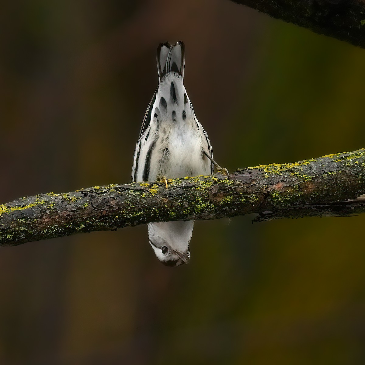 Black-and-white Warbler - ML646431284